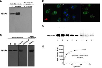 Giardia duodenalis enolase is secreted as monomer during trophozoite-epithelial cell interactions, activates plasminogen and induces necroptotic damage